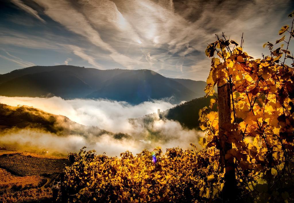 Weingut Donabaum "In Der Spitz" Apartment Spitz an der Donau Bagian luar foto