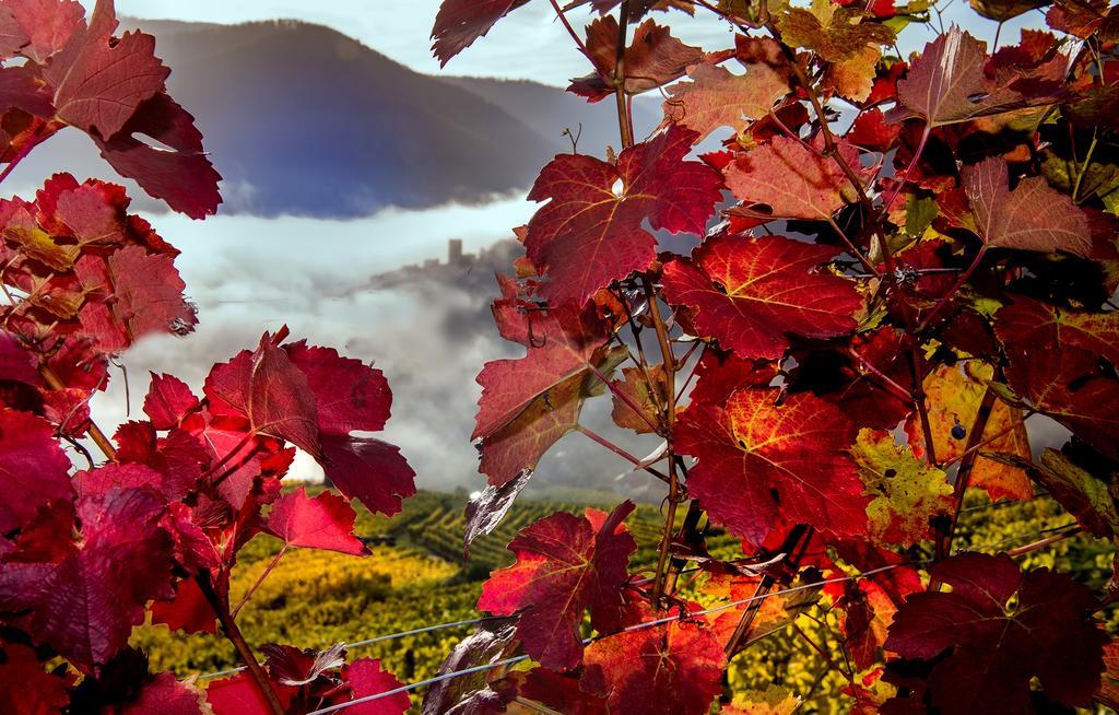 Weingut Donabaum "In Der Spitz" Apartment Spitz an der Donau Bagian luar foto